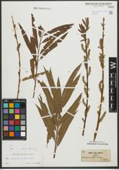 Foto von Salix purpurea L. x Salix viminalis L.
